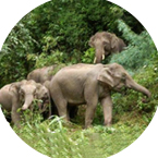 保護野生動物實現(xiàn)人與動物和平共處